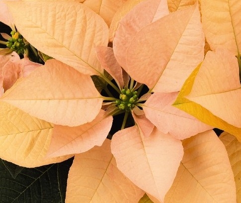 Euphorbia pulc. 'Autumn Leaves'  zalm 5+ heads