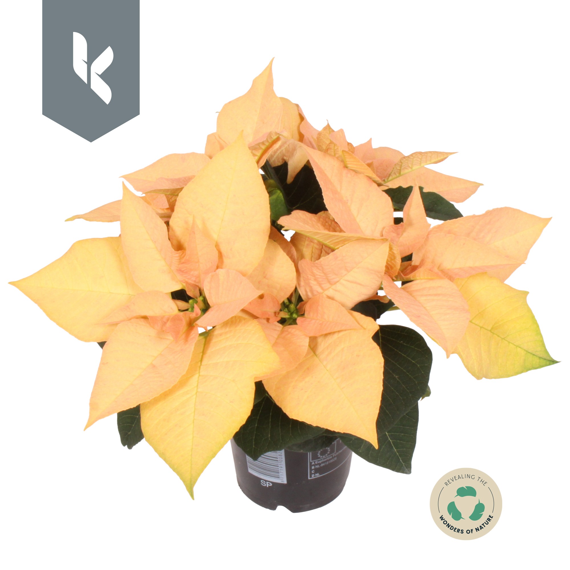 Euphorbia pulc. 'Autumn Leaves'  zalm 5+ heads