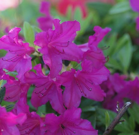 Azalea (J) 'Blaue Donau' Azalea (J) 'Blaue Donau'