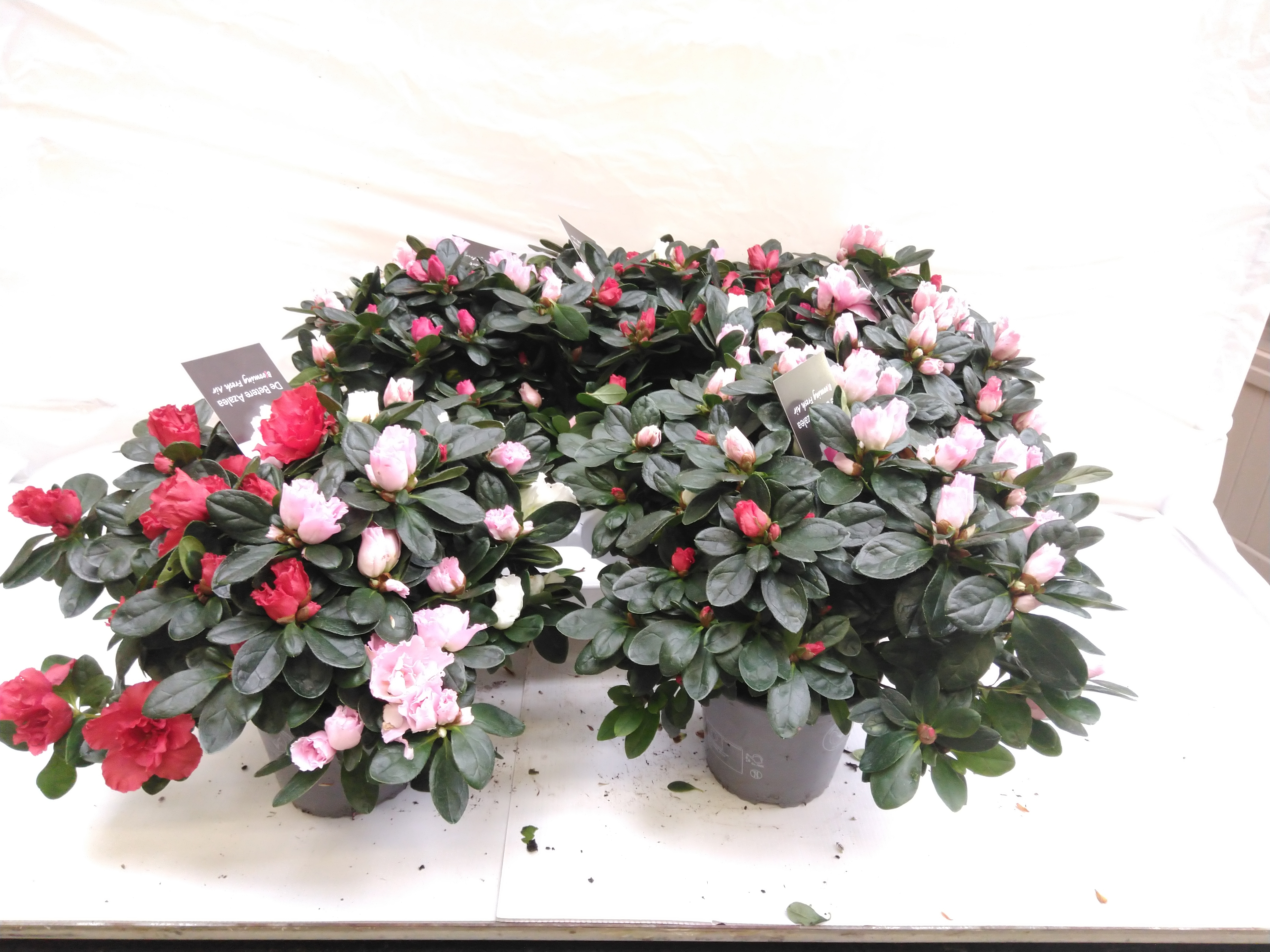 Azalea Carnaval