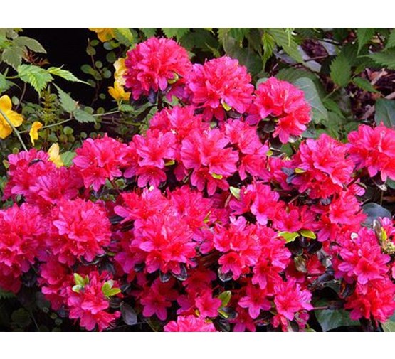 Azalea (J) 'Hino Crimson' Azalea (J) 'Hino Crimson'