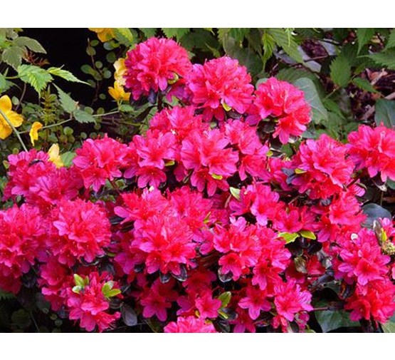 Azalea (J) 'Hino Crimson'