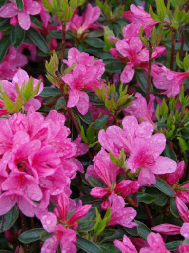 Azalea (J) 'Madame van Hecke'