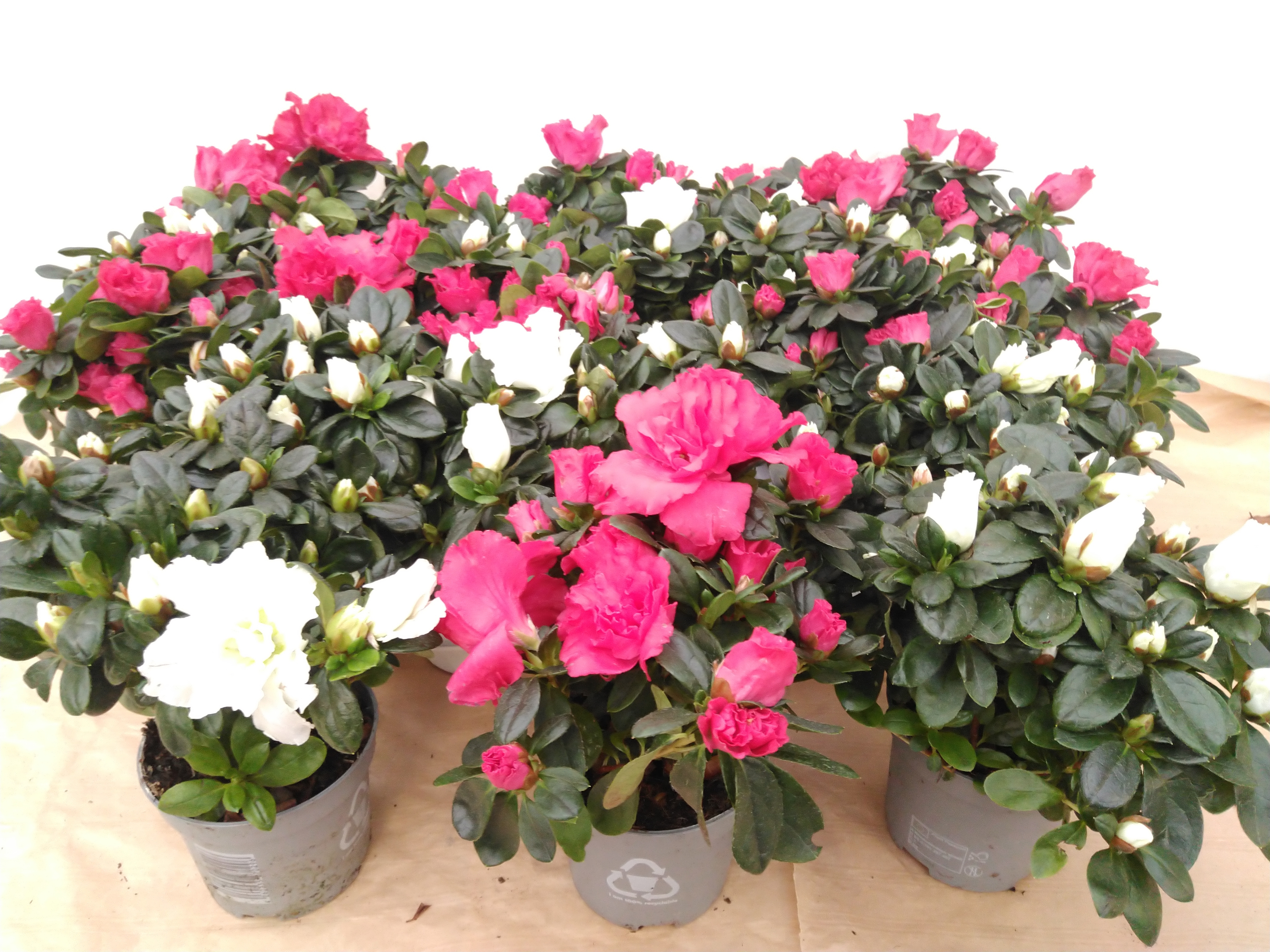 Azalea japonica 'Flandresse'