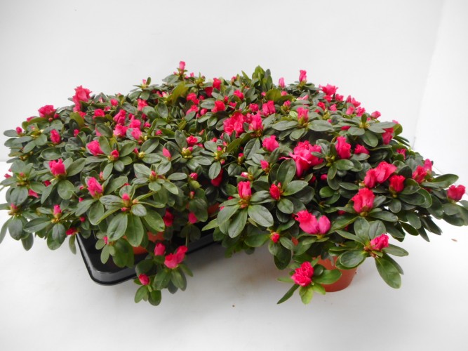 Azalea japonica voor binnen/intérieur Azalea japonica voor binnen/intérieur
