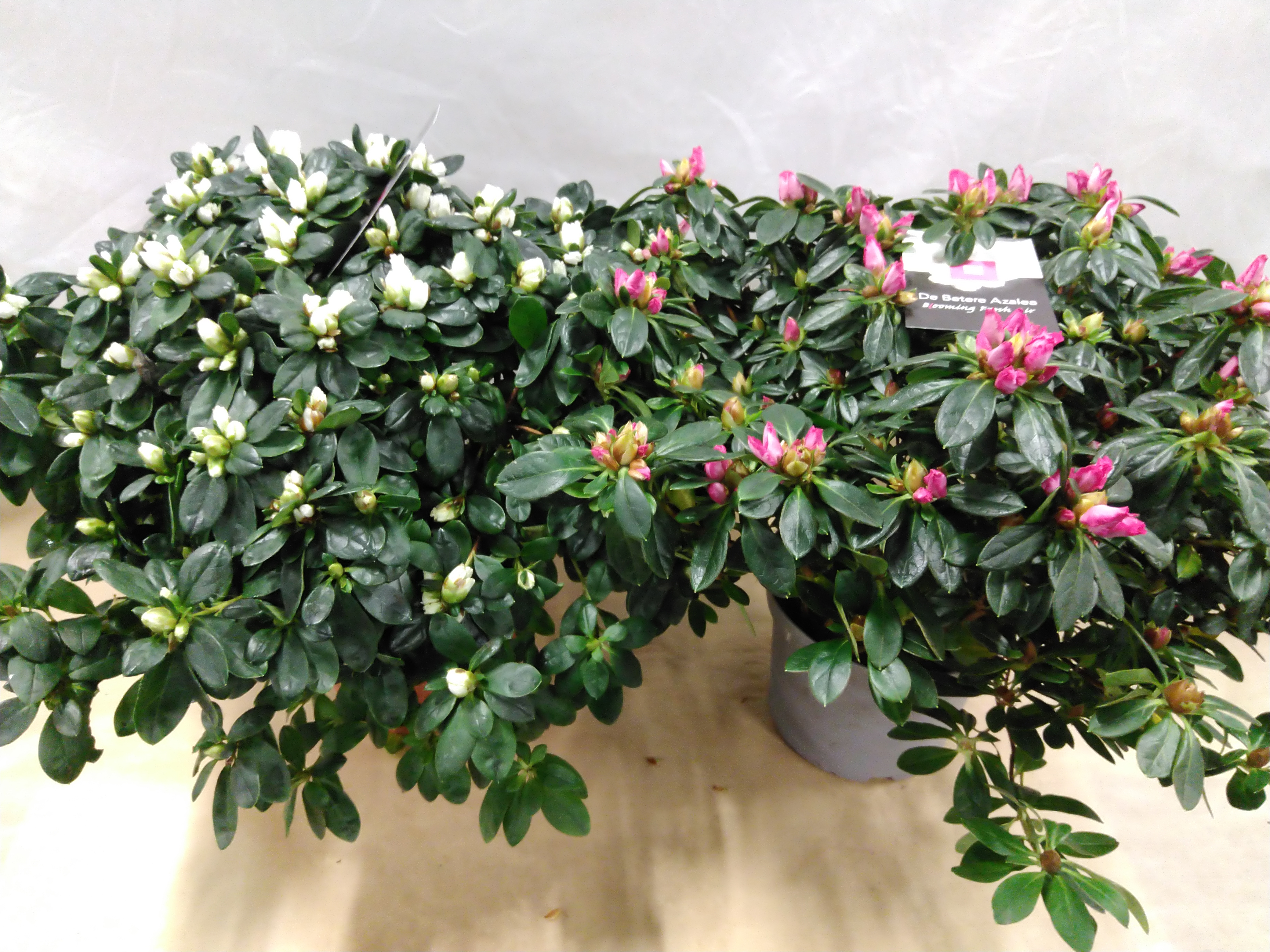 Azalea japonica XL Blanc / Roze
