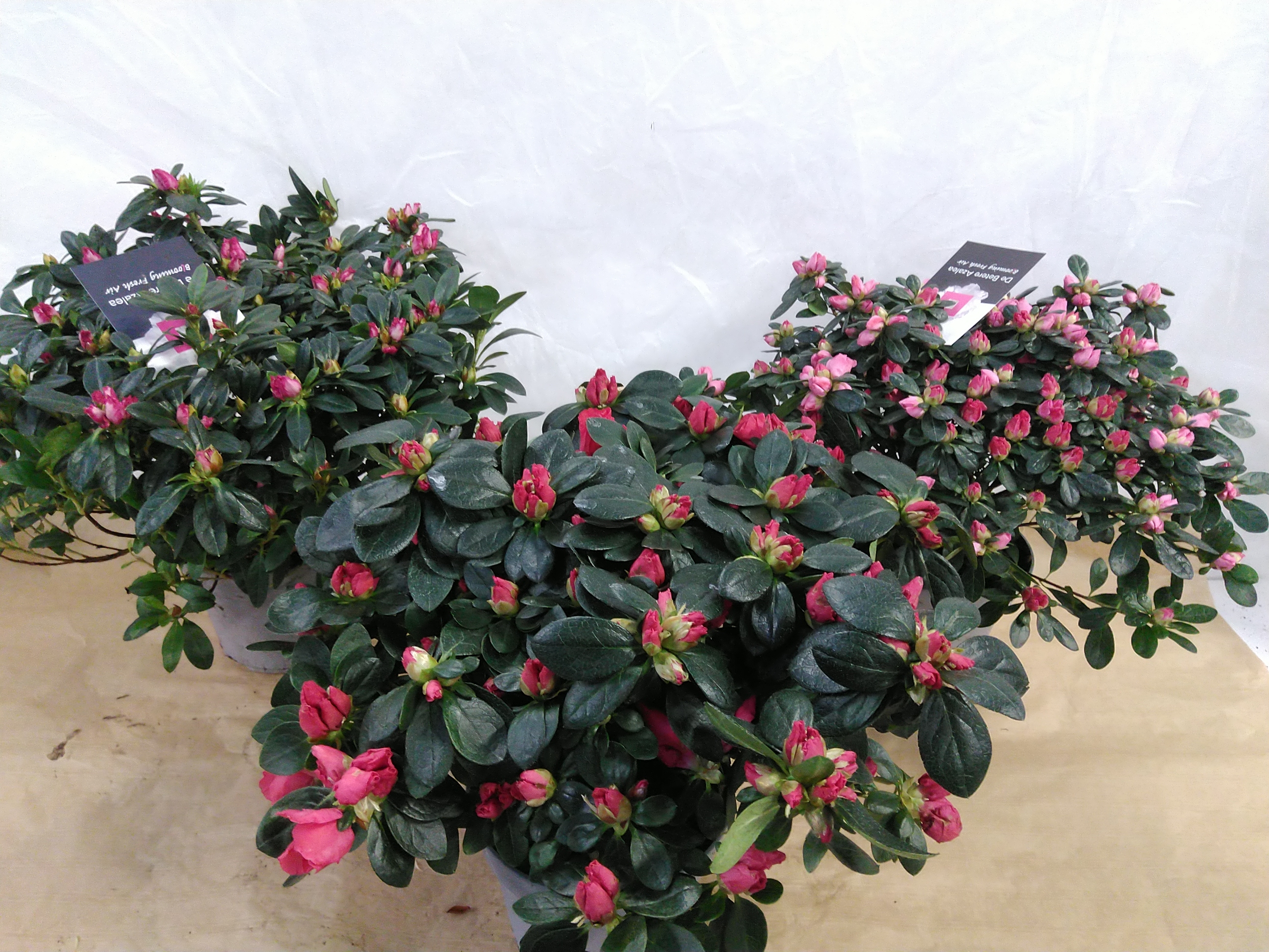 AZALEA jap. Roze/rood