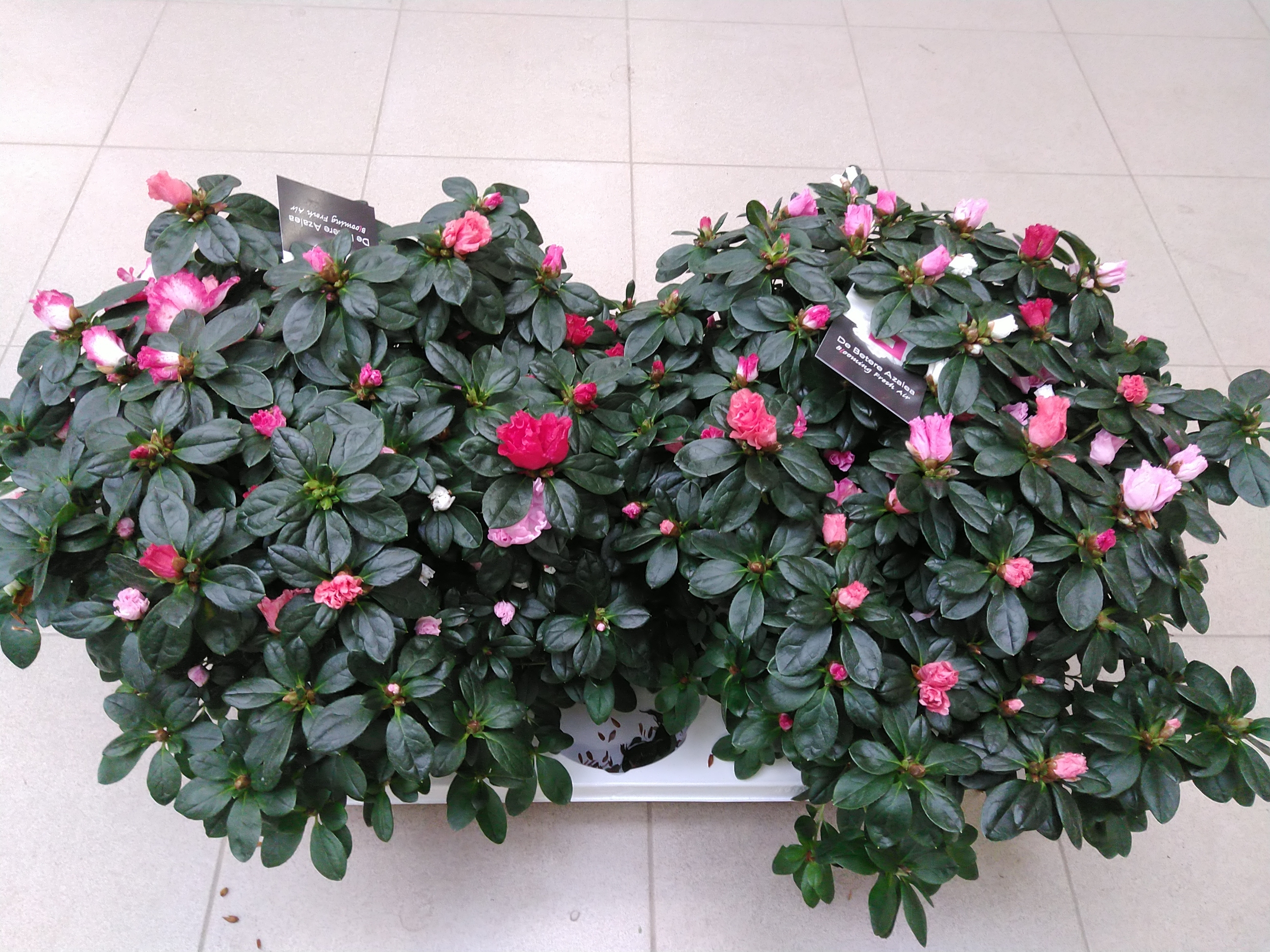 Azalea Carnaval XXL