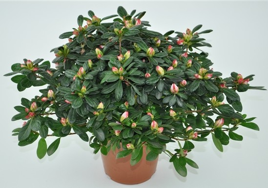 Azalea Linde De Lo