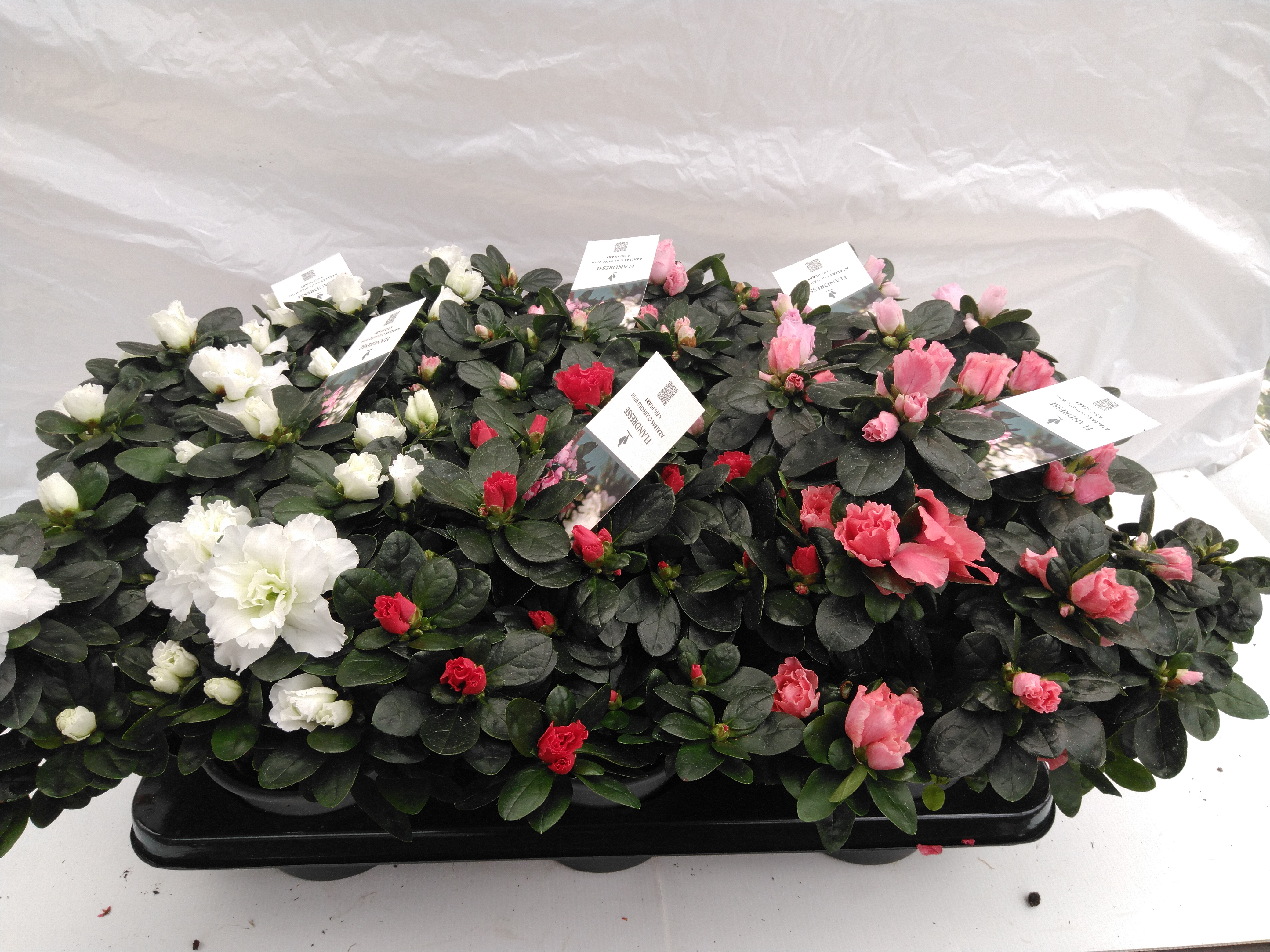 Azalea japonica mix  dia 30-32