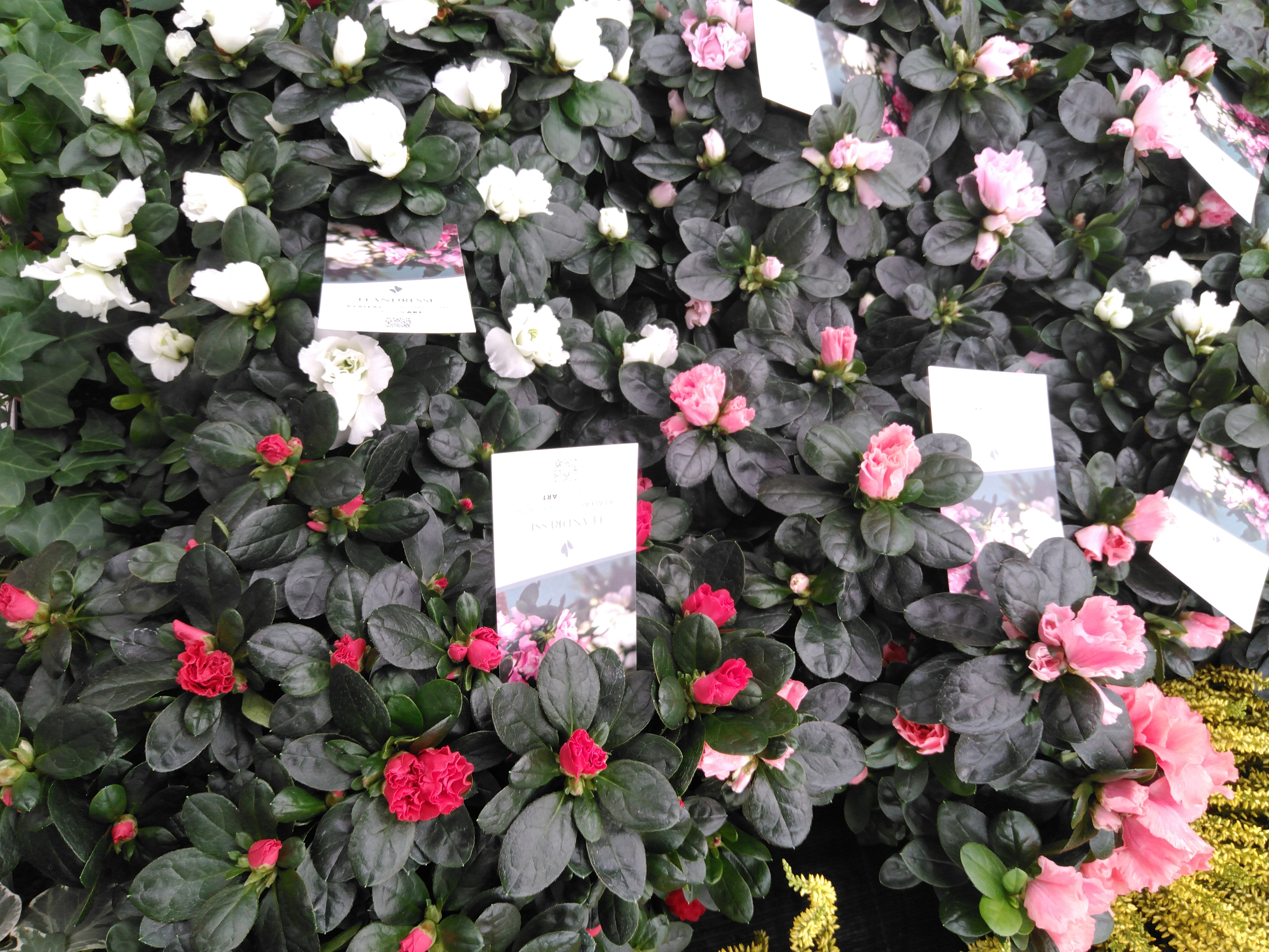 Azalea japonica mix  dia 30-32