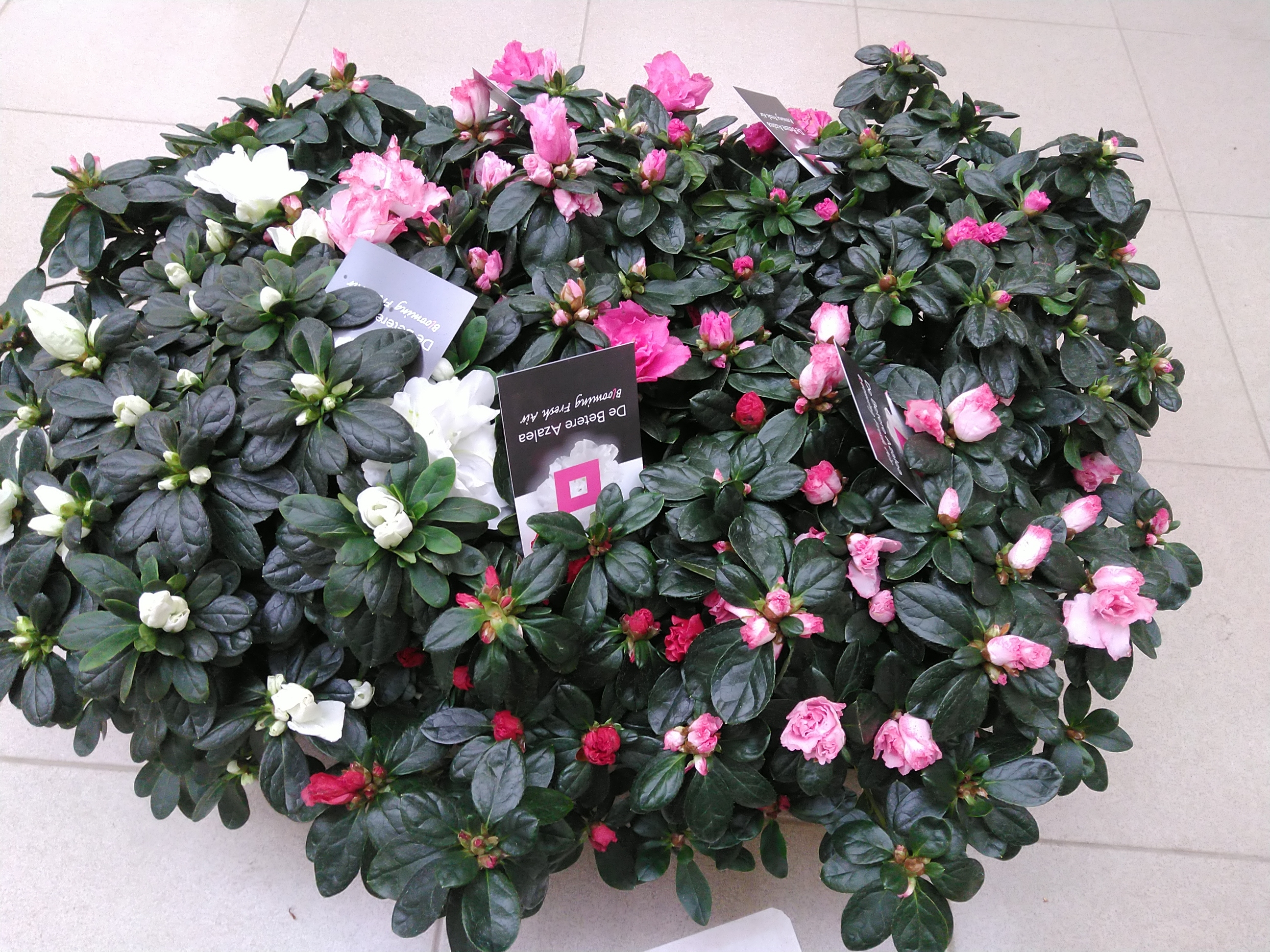 Azalea japonica Mix
