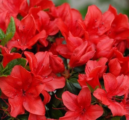 Azalea (J) 'Moederkensdag' Azalea (J) 'Moederkensdag'