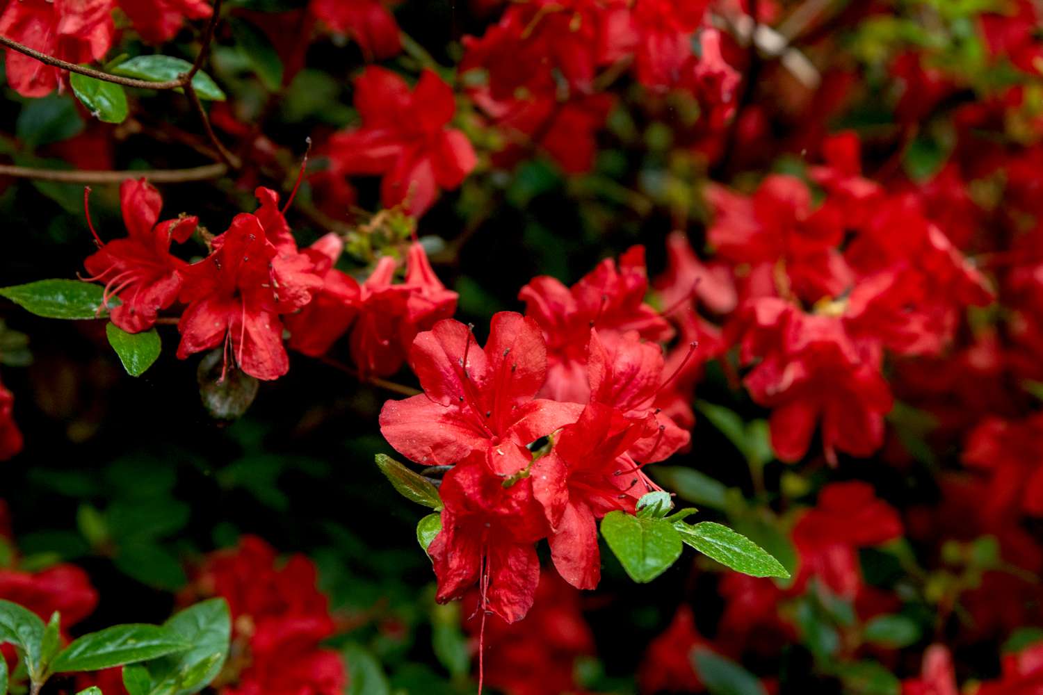 Azalea (J) 'Stewartstonian'