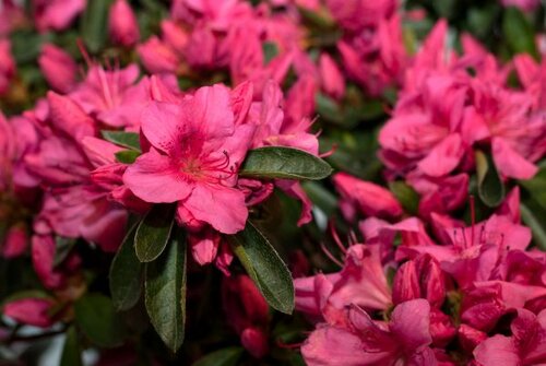 Azalea (J) 'Thierry