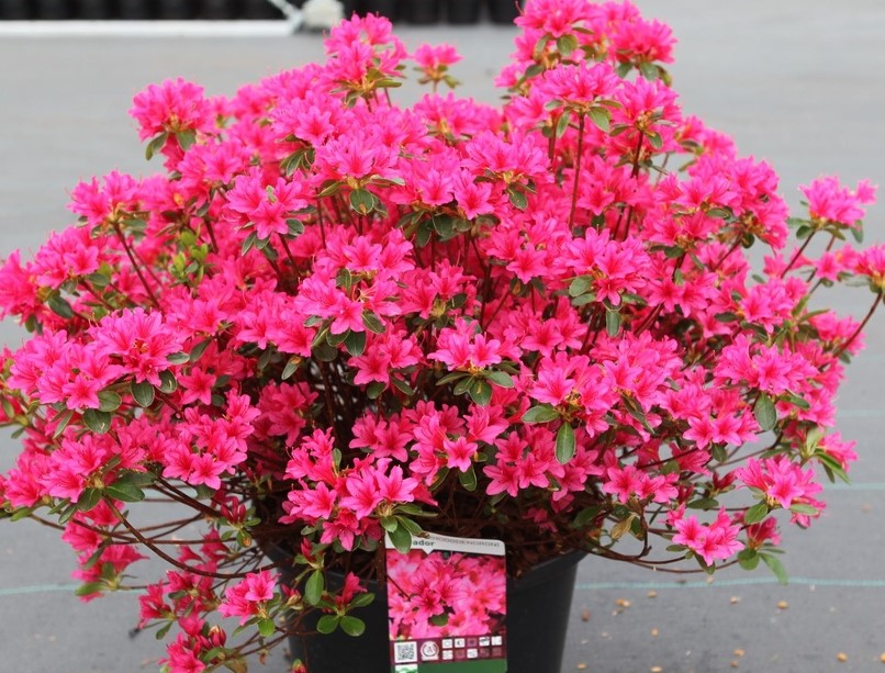 Azalea (J) 'Toreadore' Azalea (J) 'Toreadore'