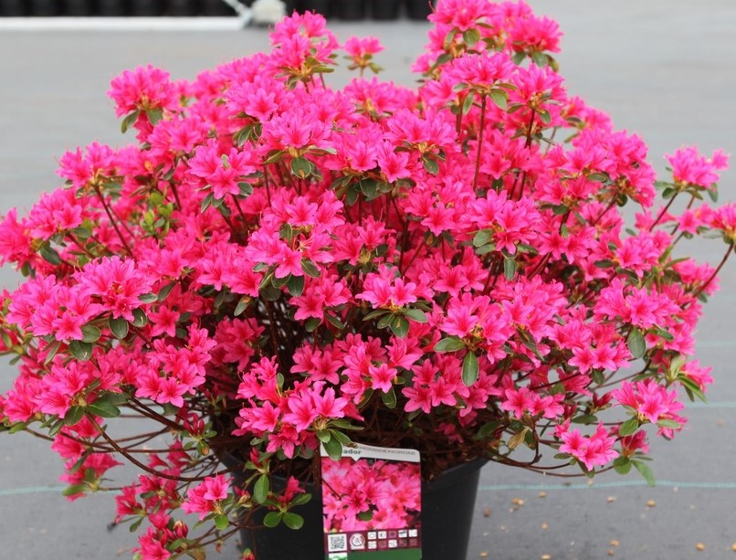 Azalea (J) 'Toreadore'