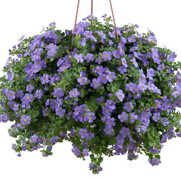 Bacopa / Sutera 'Great Blue' blauw - bleu Bacopa / Sutera 'Great Blue' blauw - bleu