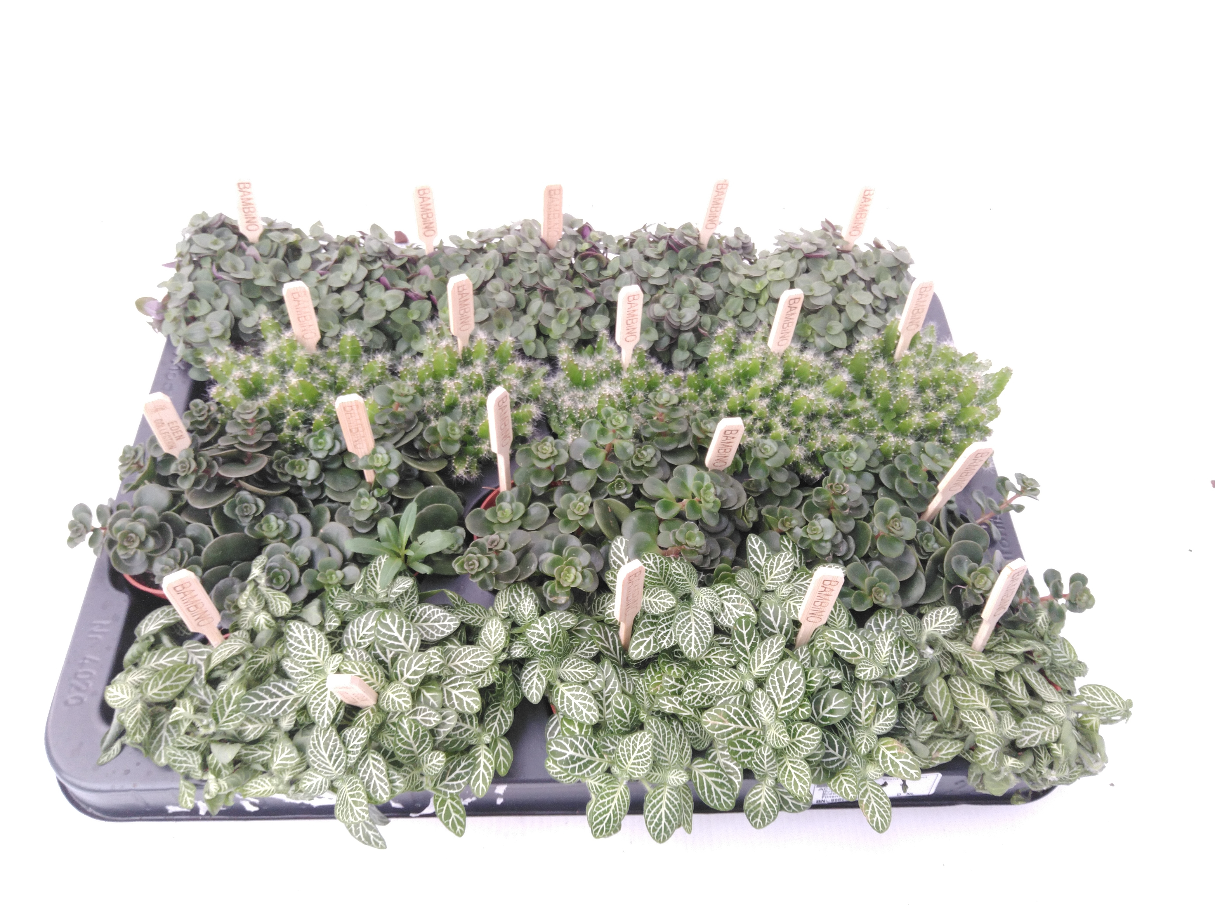 Planten ..mix Mix B