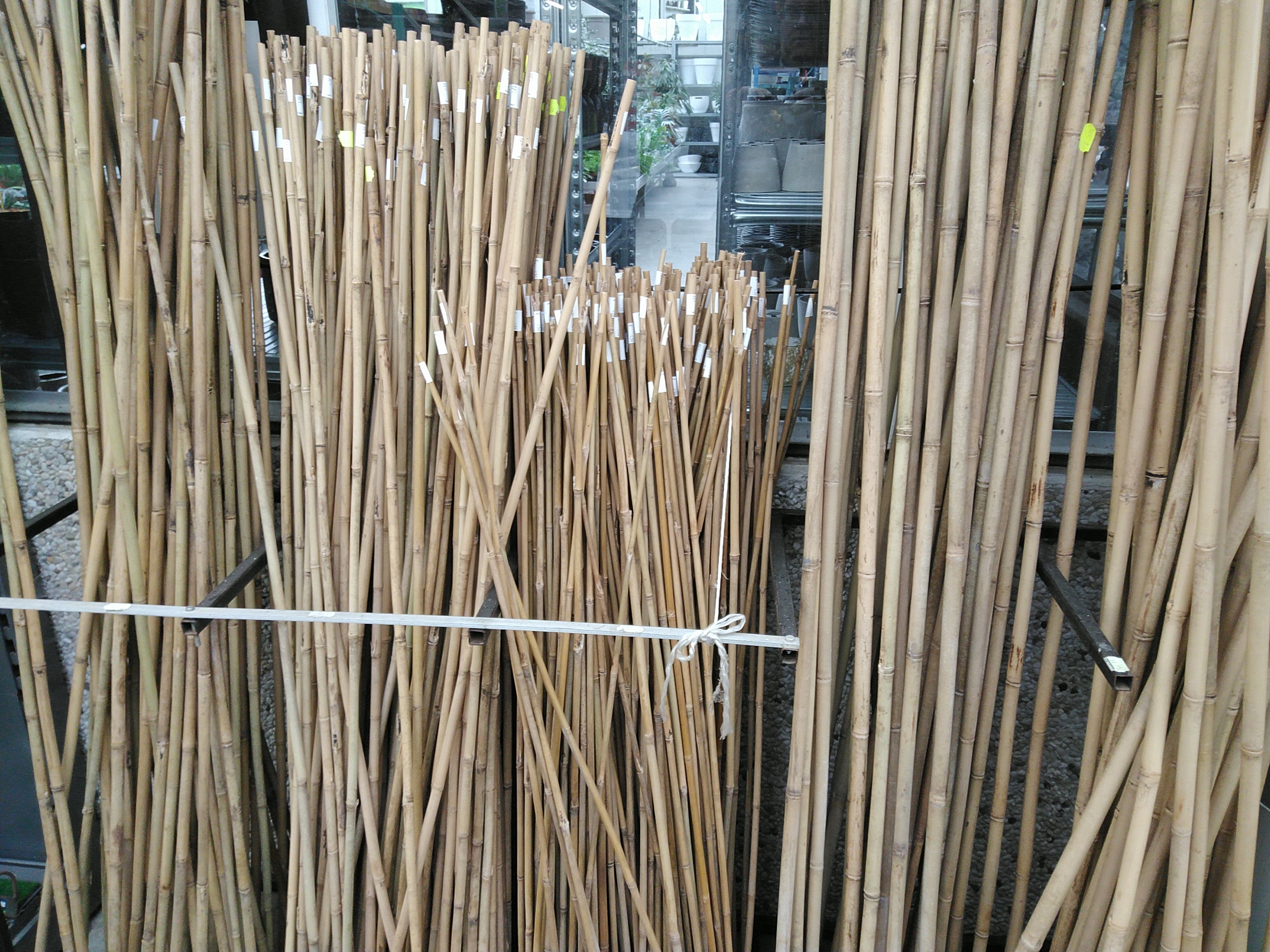 Bamboestok - tuteur bambou