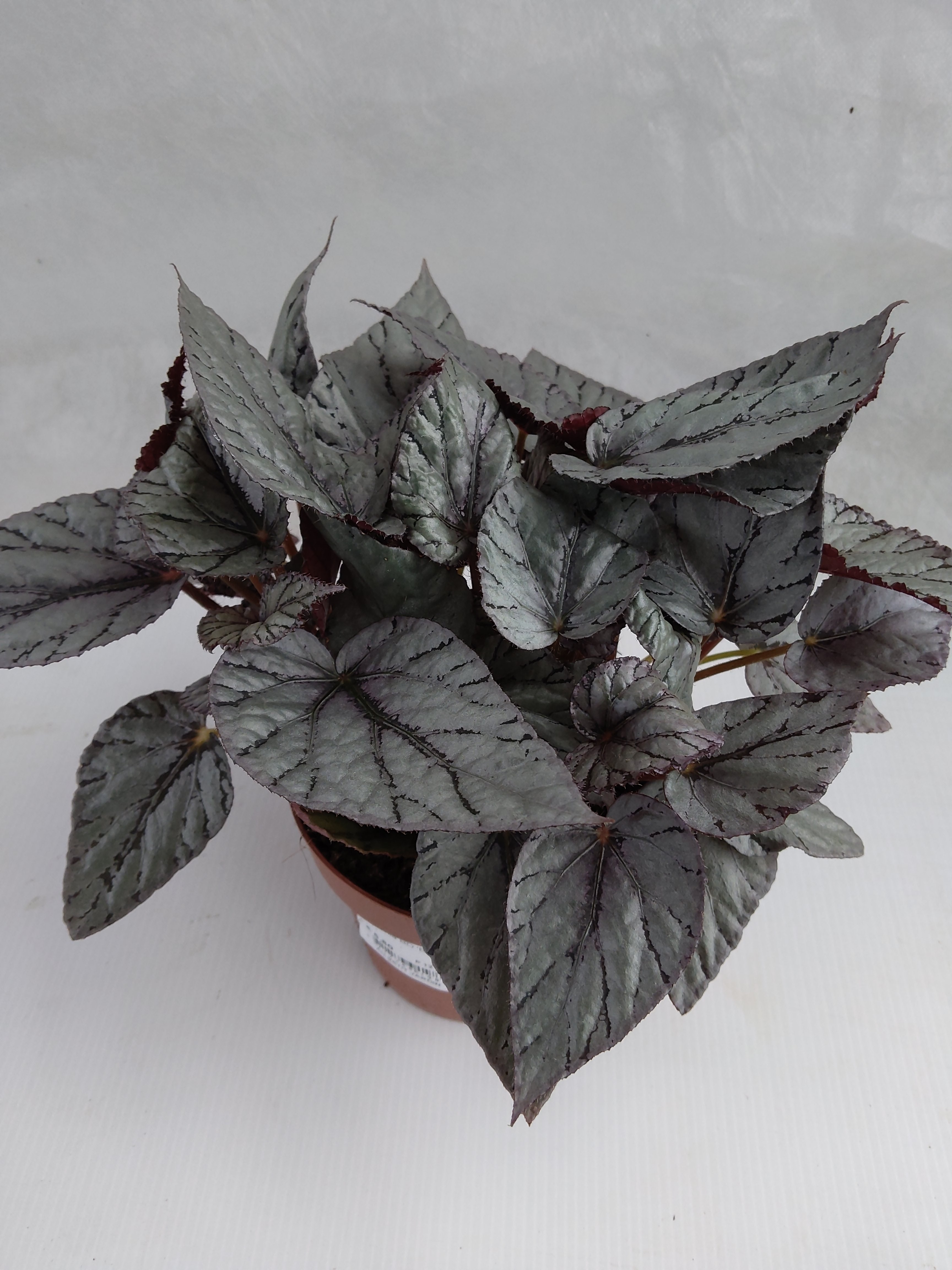 Begonia BD 'Beleaf'  mix