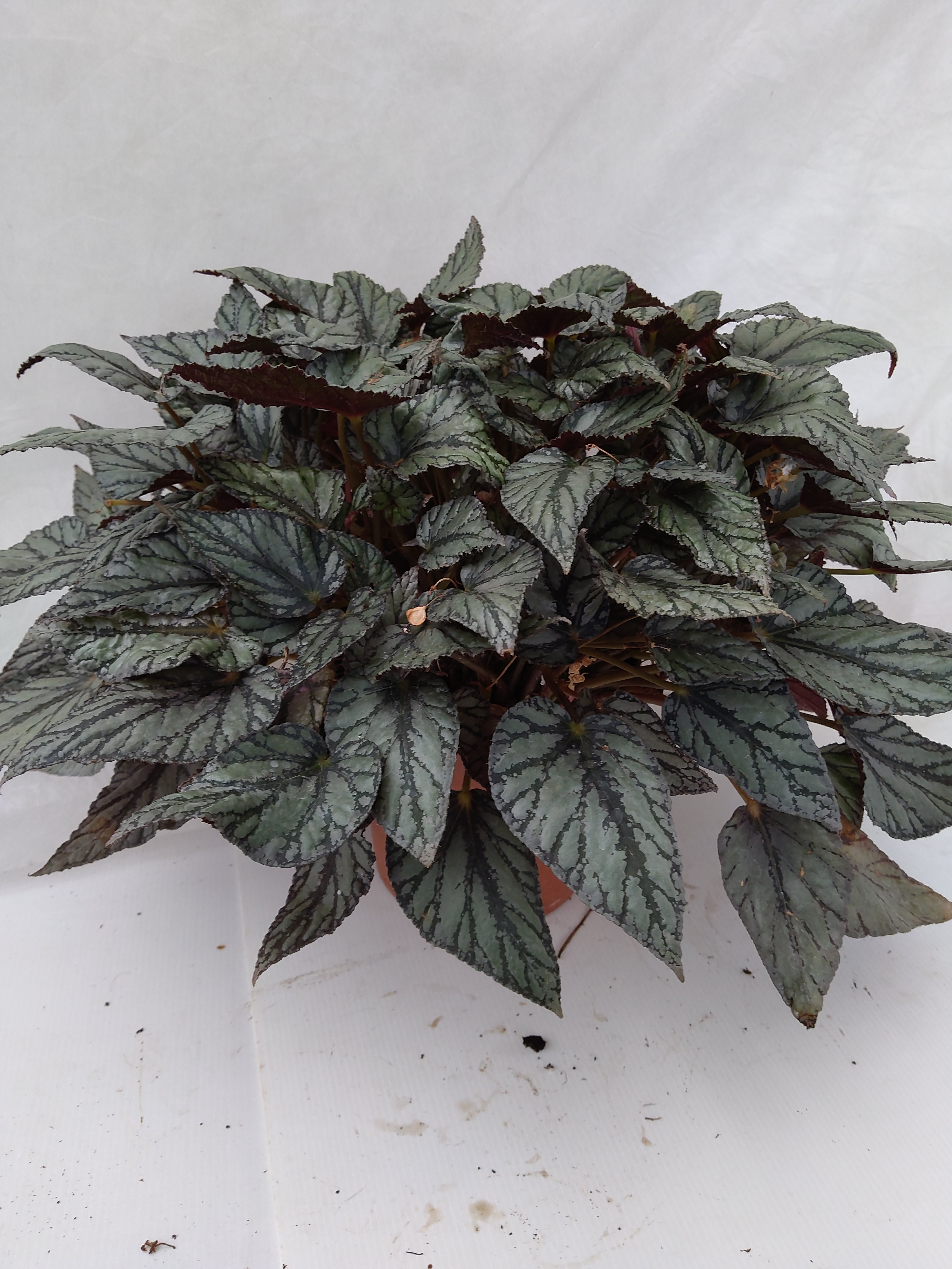 Begonia BD 'Beleaf'  mix