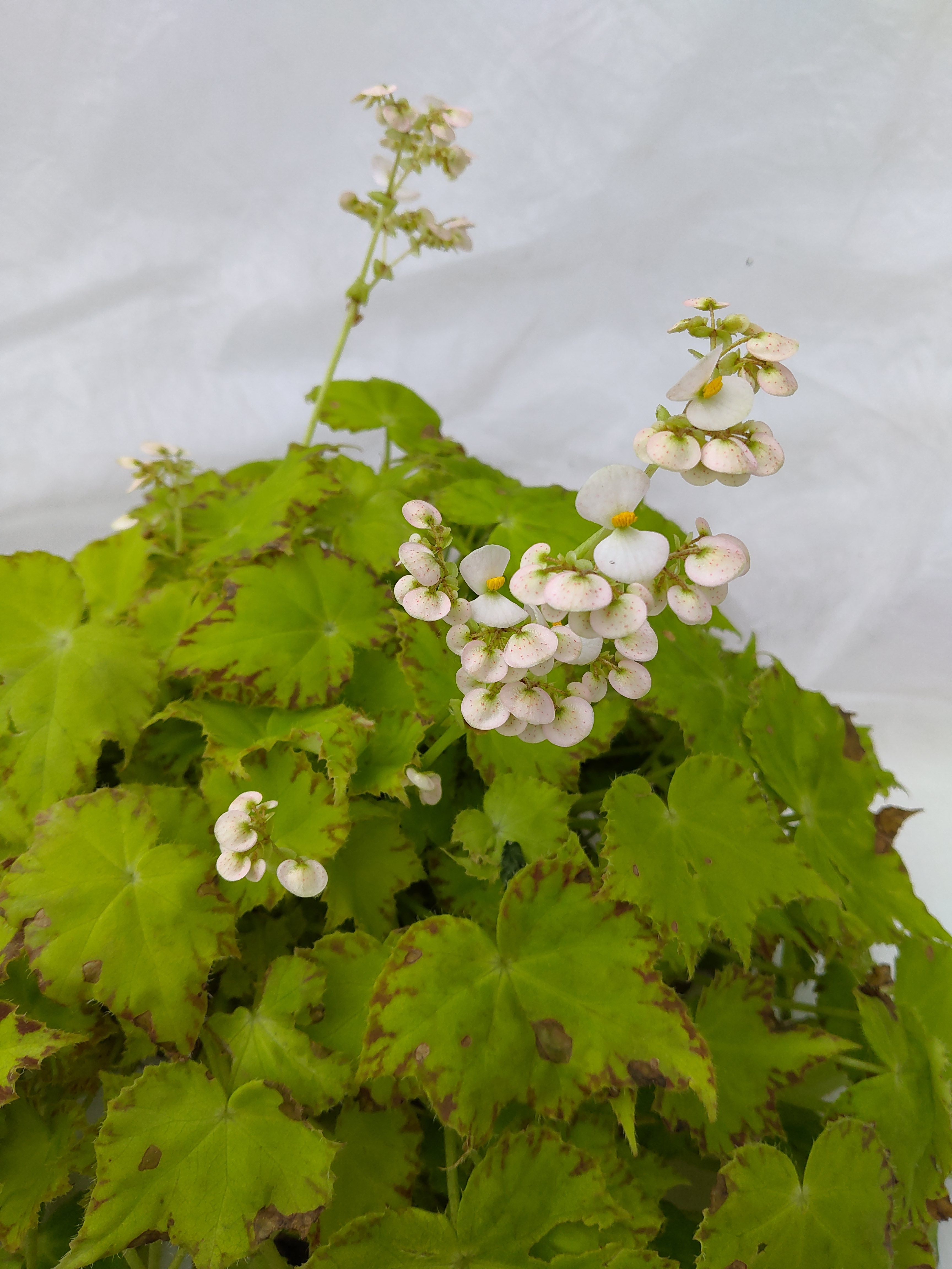 Begonia BD 'Beleaf Lima Love'