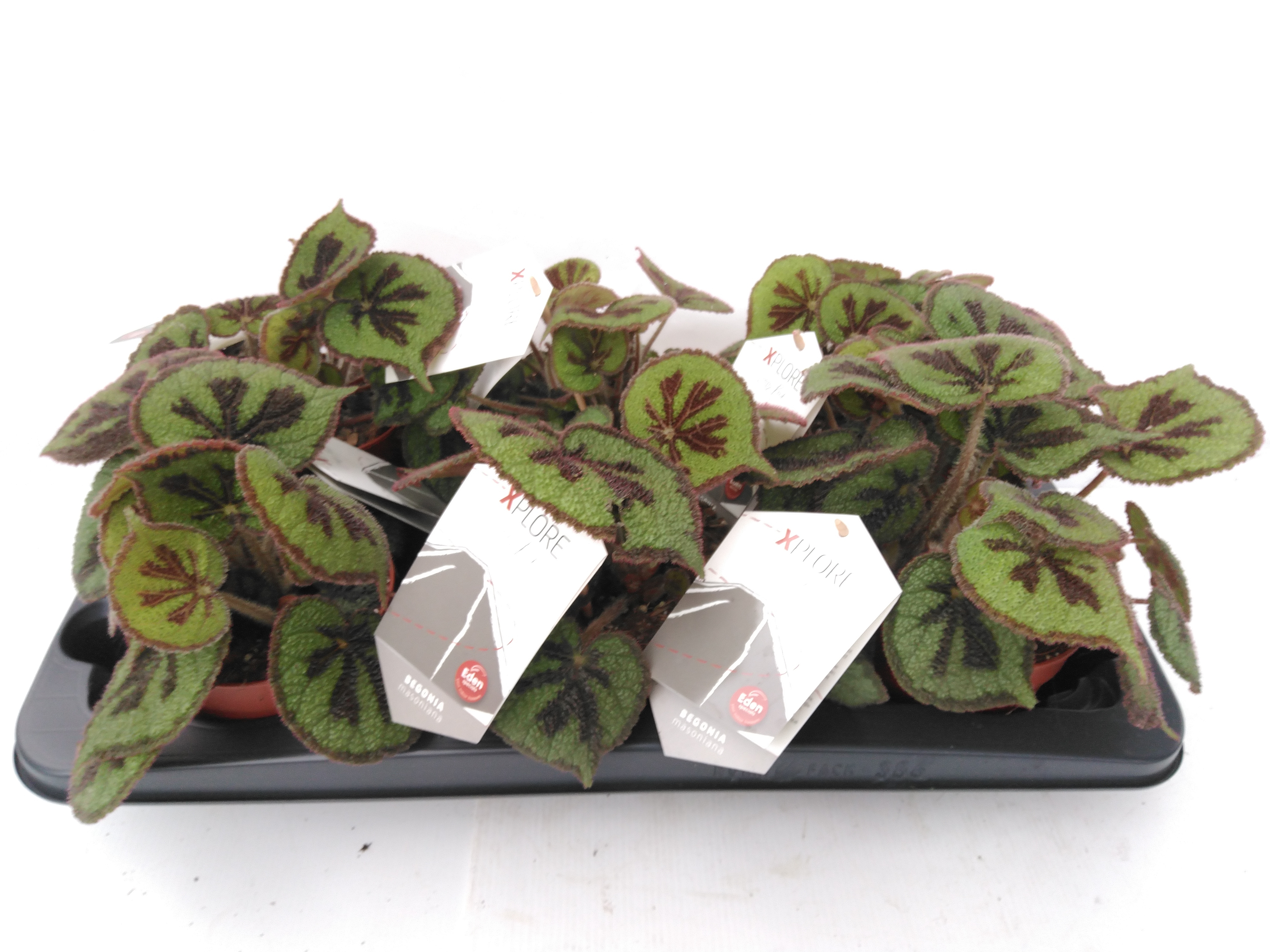 Begonia BD masoniana 'Rock'