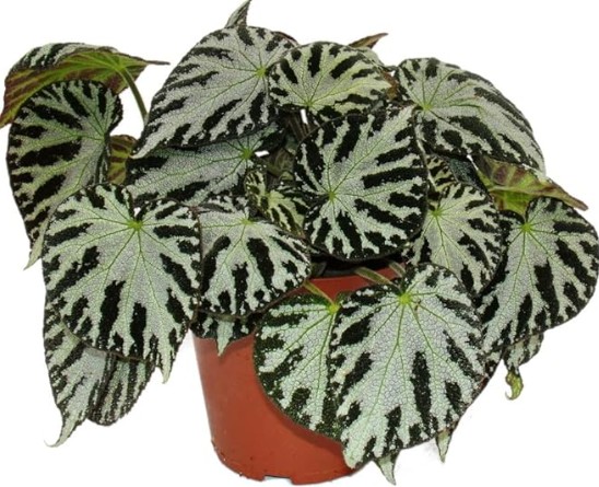 Begonia Silver Jewell Begonia Silver Jewell