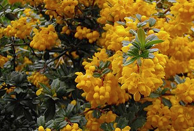 Berberis darwinii