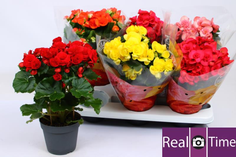 Begonia elat. mix Begonia elat. mix