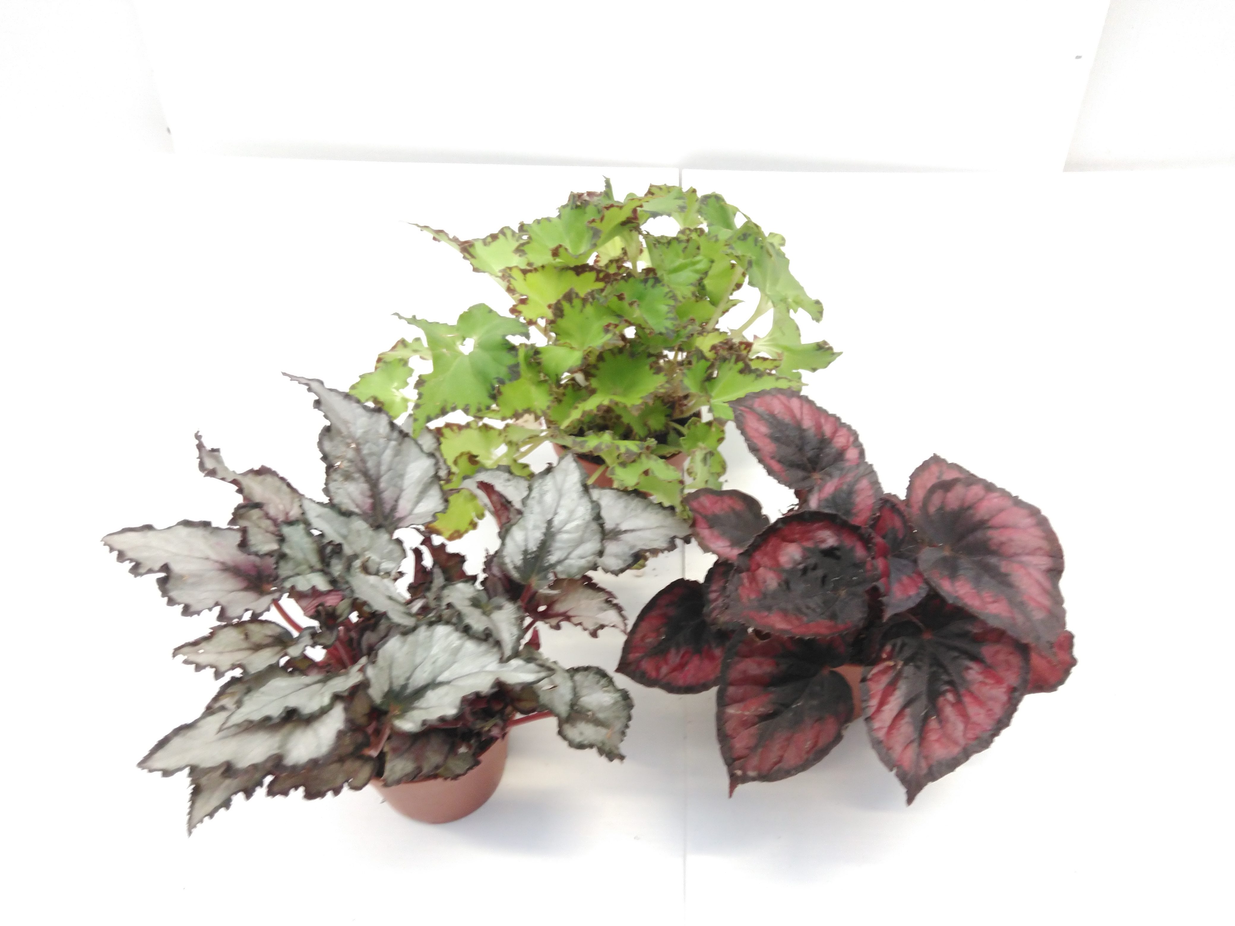 Begonia BD 'Beleaf'  mix