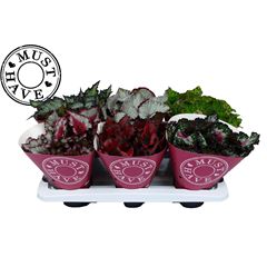 Begonia BD 'Beleaf'  mix