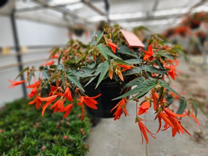 Begonia bol. 'Bonfire'