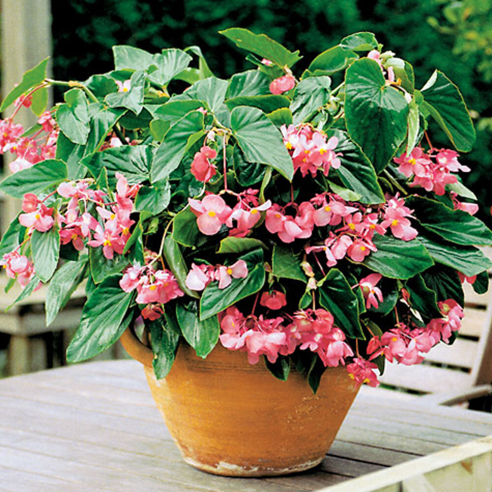 Begonia 'Dragon Wing Pink' Roze - rose Begonia 'Dragon Wing Pink' Roze - rose