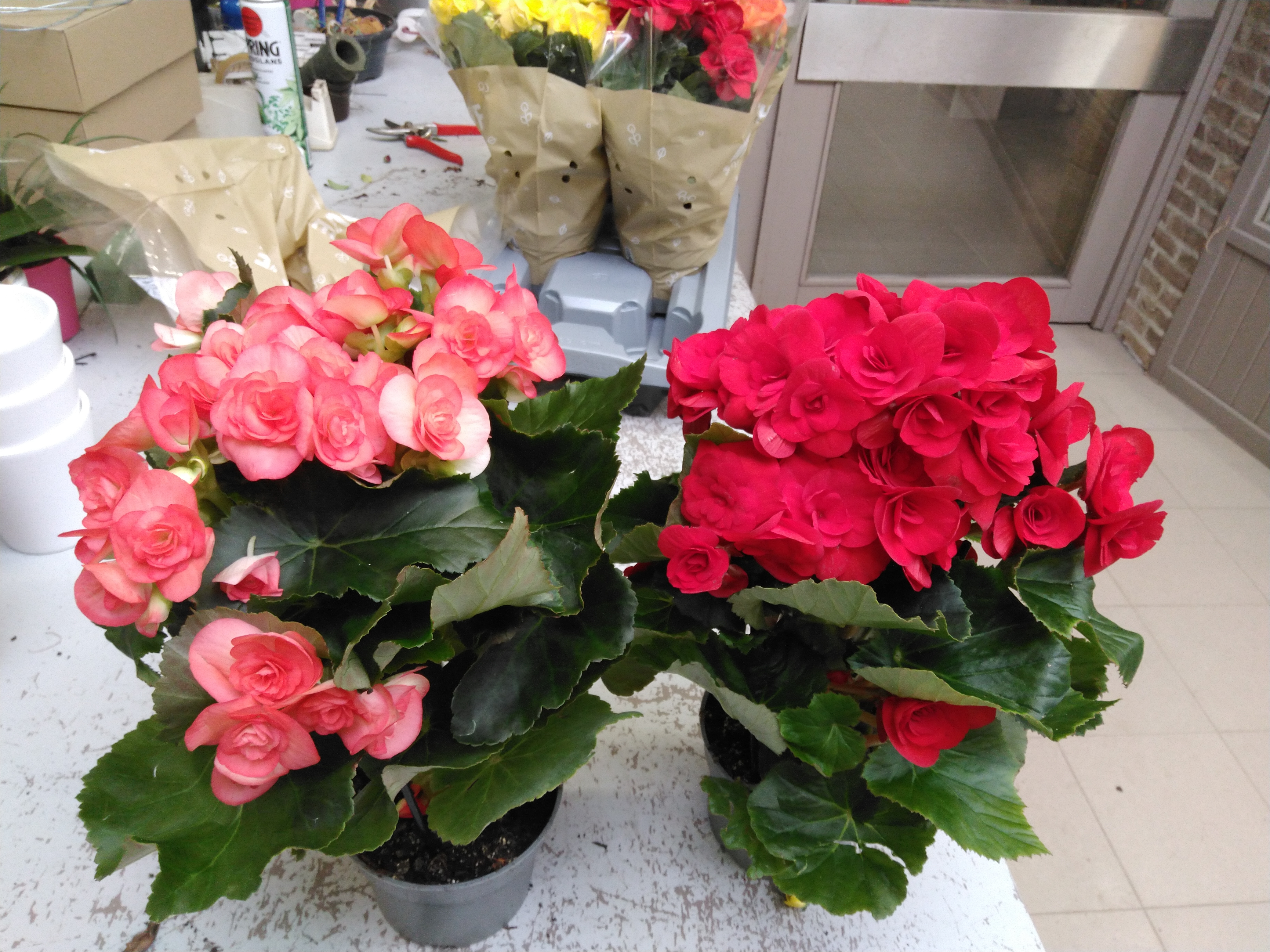 Begonia elatatior in kleuren