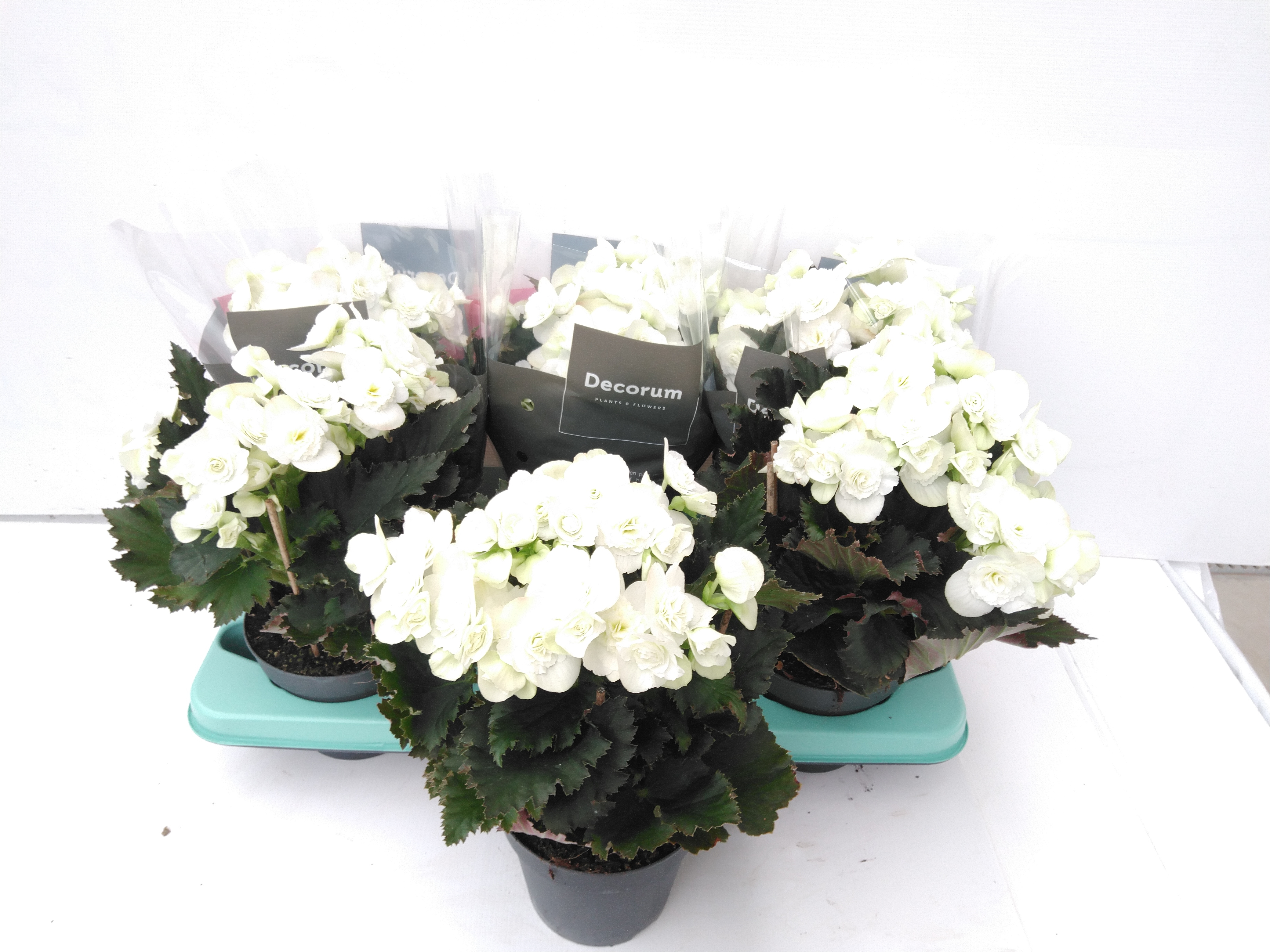 Begonia Joy White