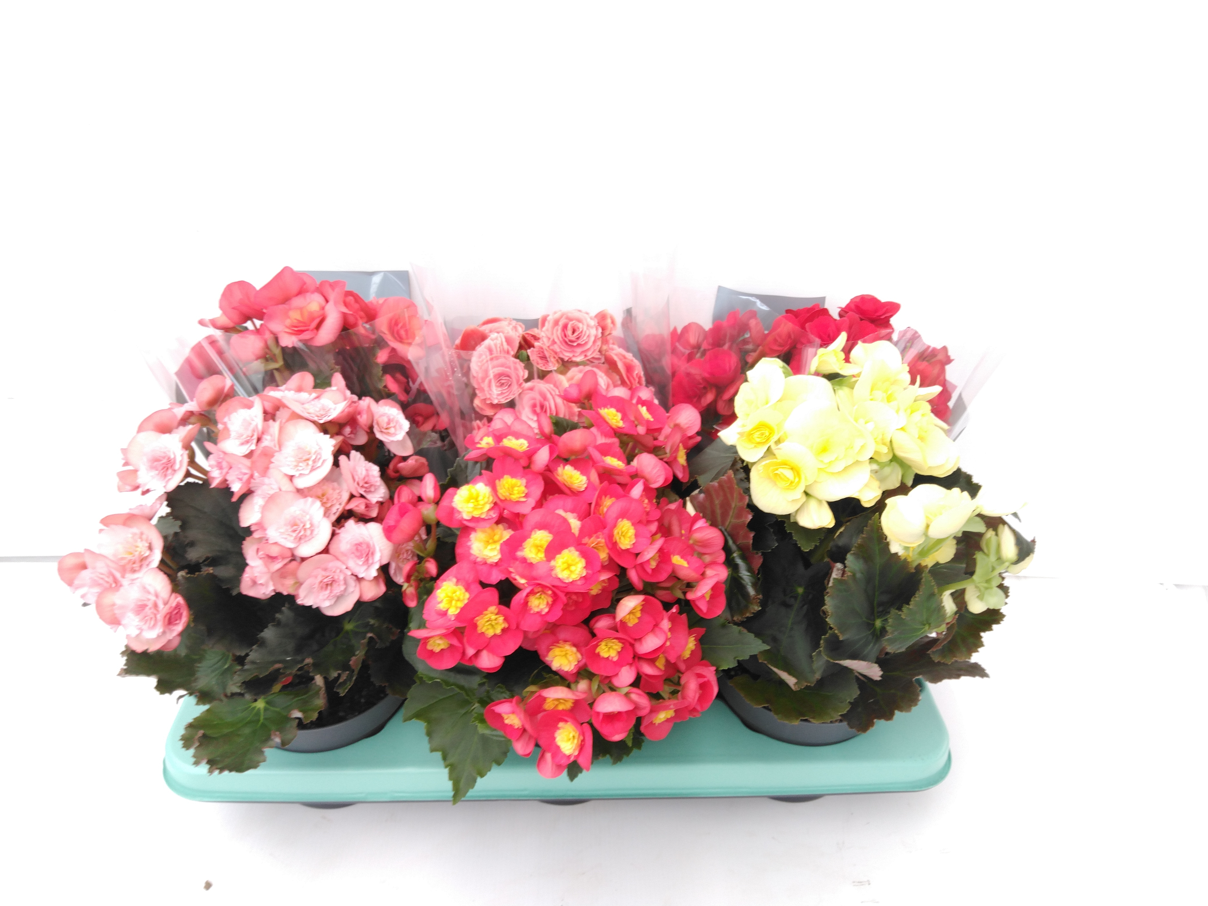 Begonia Mix Exclusief