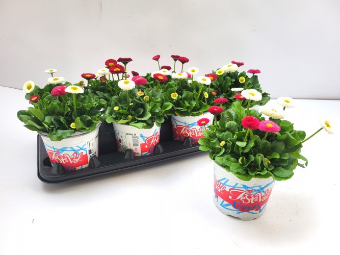 Bellis mix - Color Festival