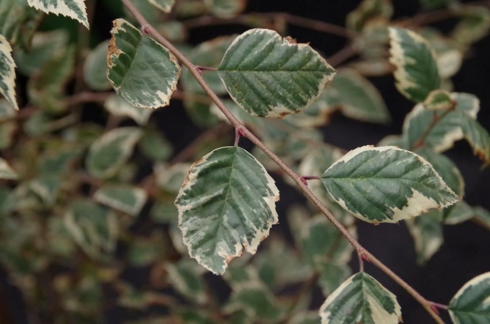 Betula nigra 'Shiloh Splash'