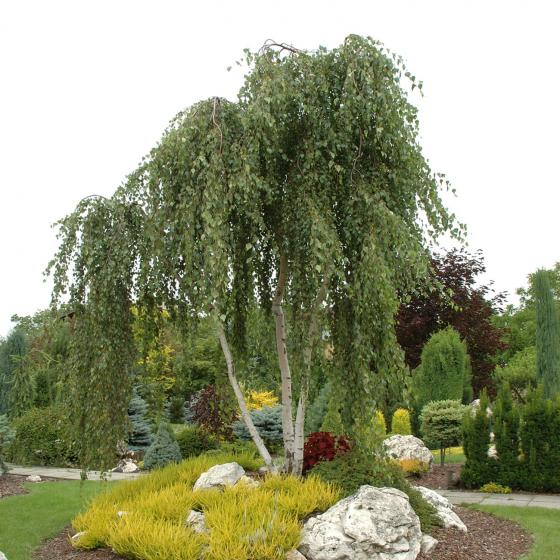 Betula pendula HO 6/8