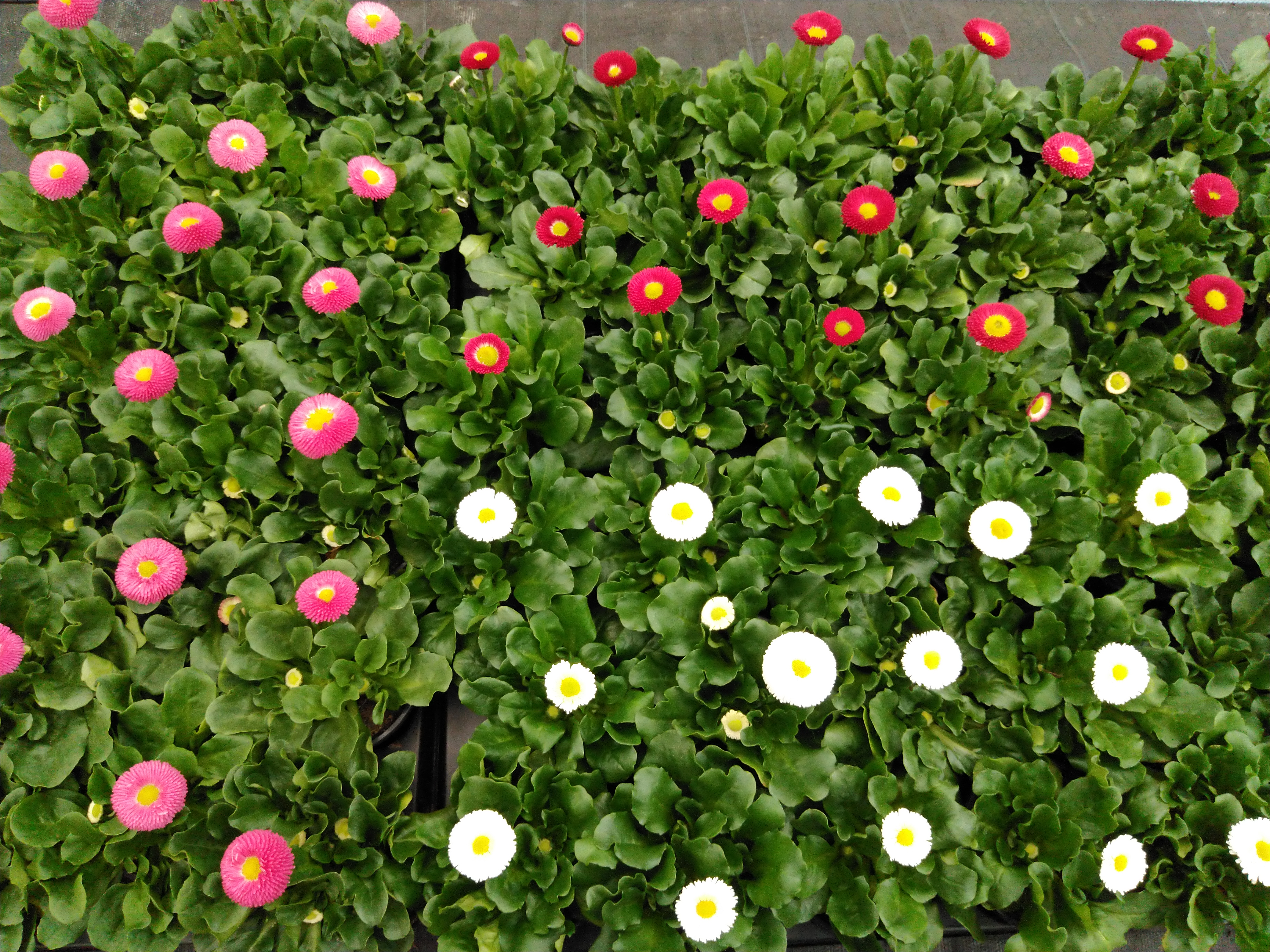 Bellis perennis P9 cm Bellis perennis P9 cm