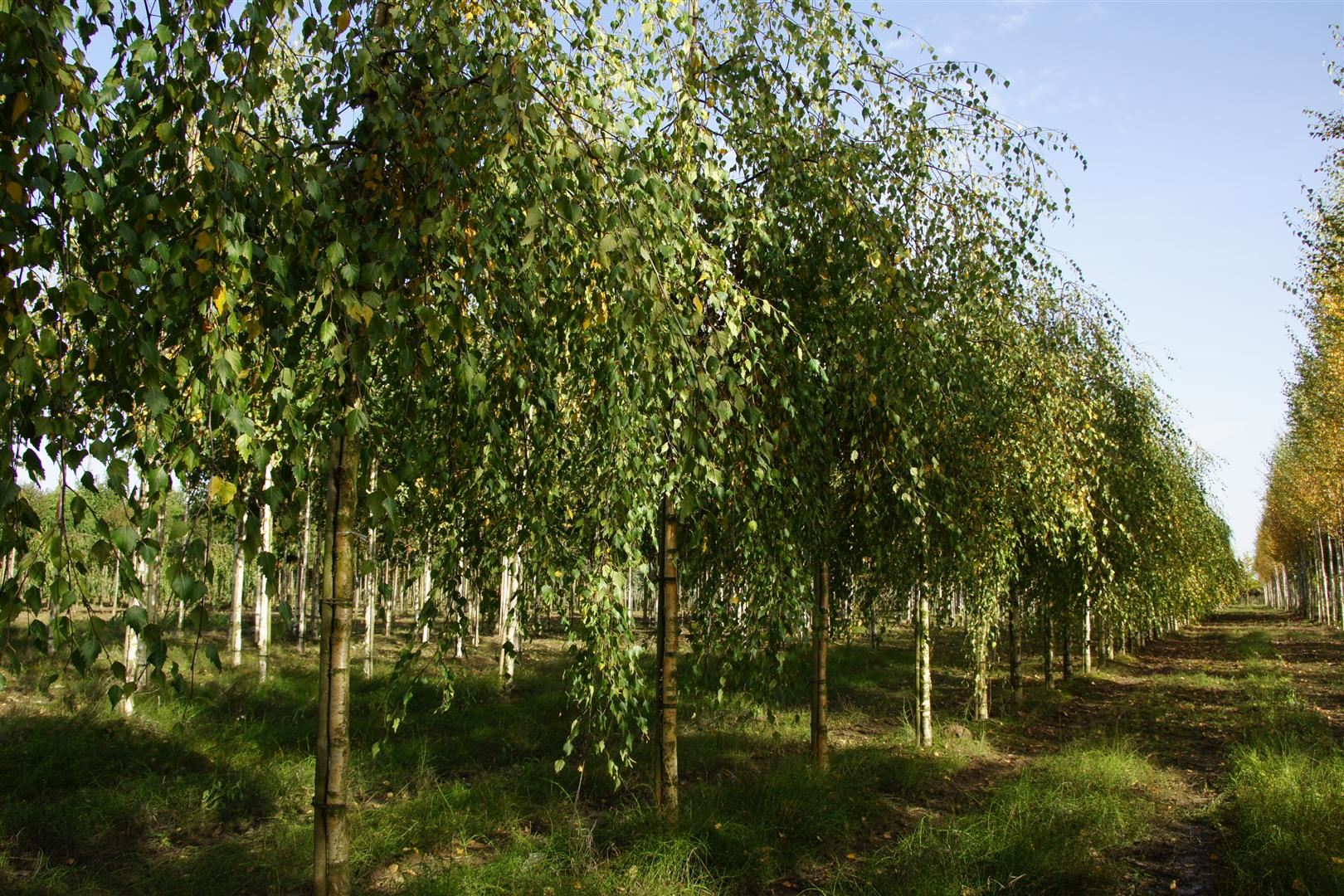 Betula pendula 'Youngii'