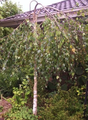 Betula pendula 'Youngii'