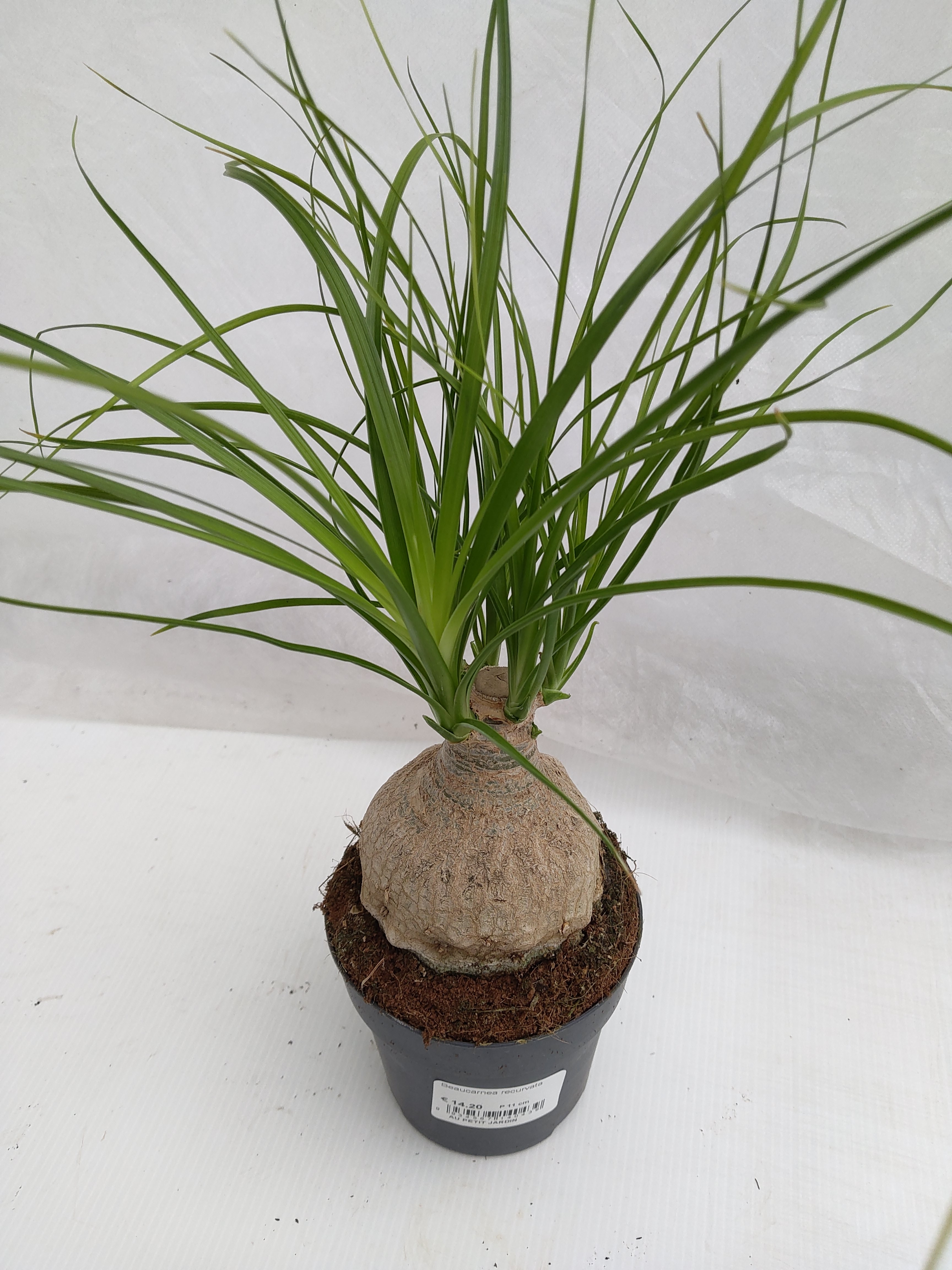 Beaucarnea recurvata rechte stam