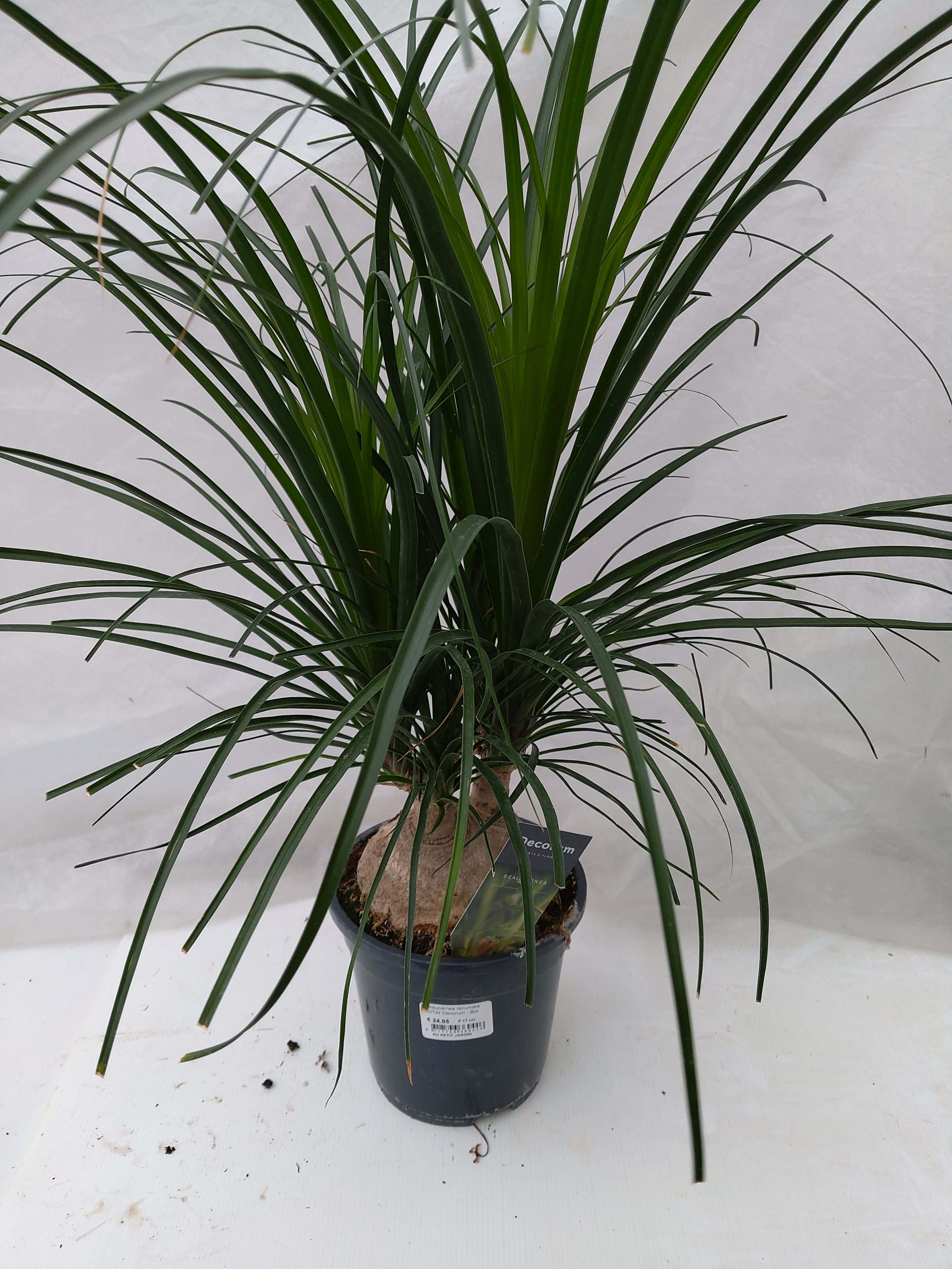 Beaucarnea recurvata rechte stam