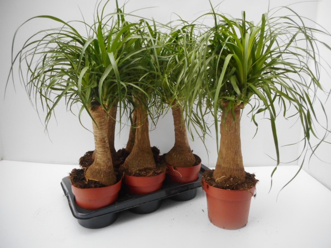 Beaucarnea recurvata  rechte stam