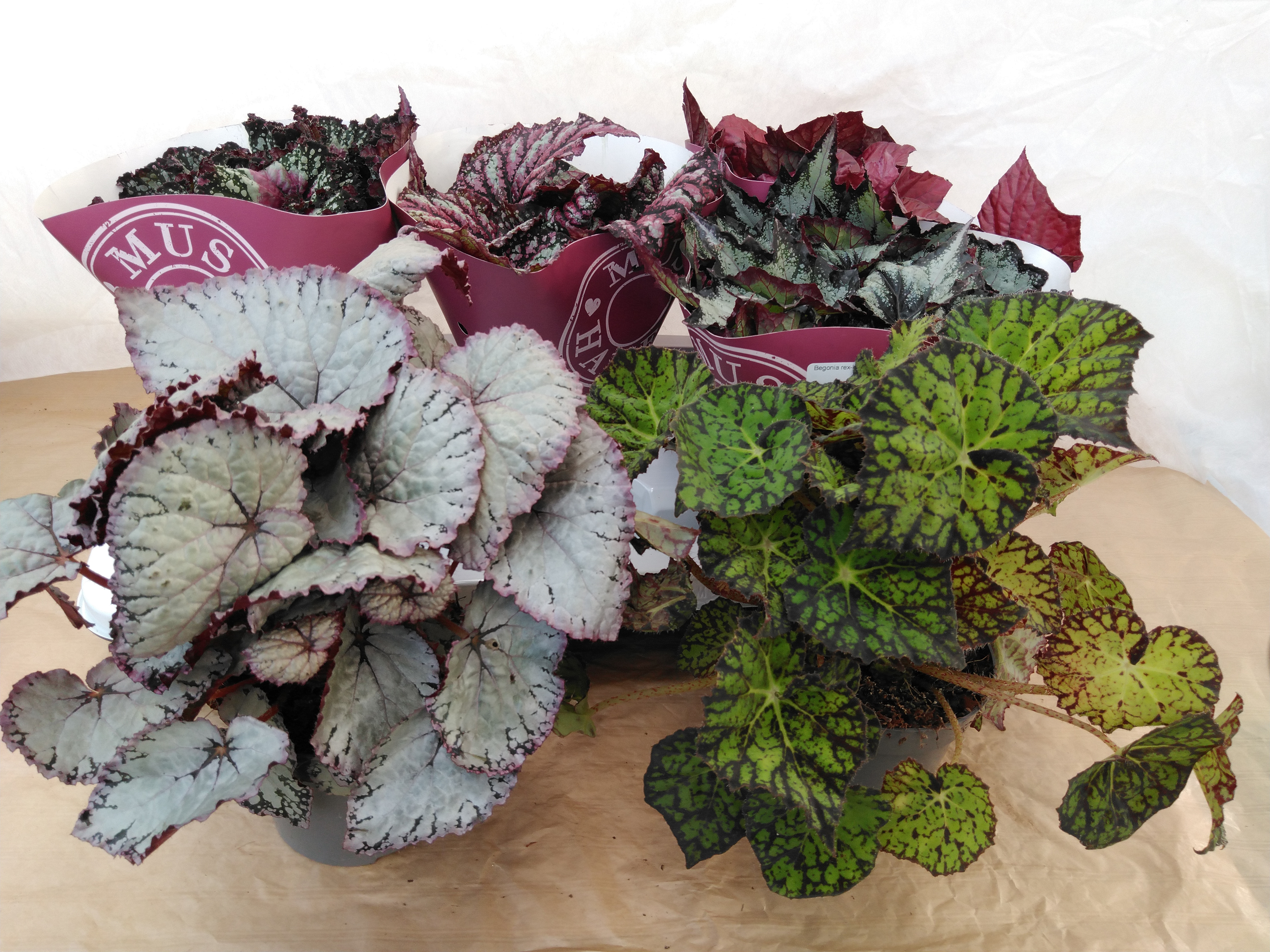 Begonia rex-hybriden Begonia rex-hybriden
