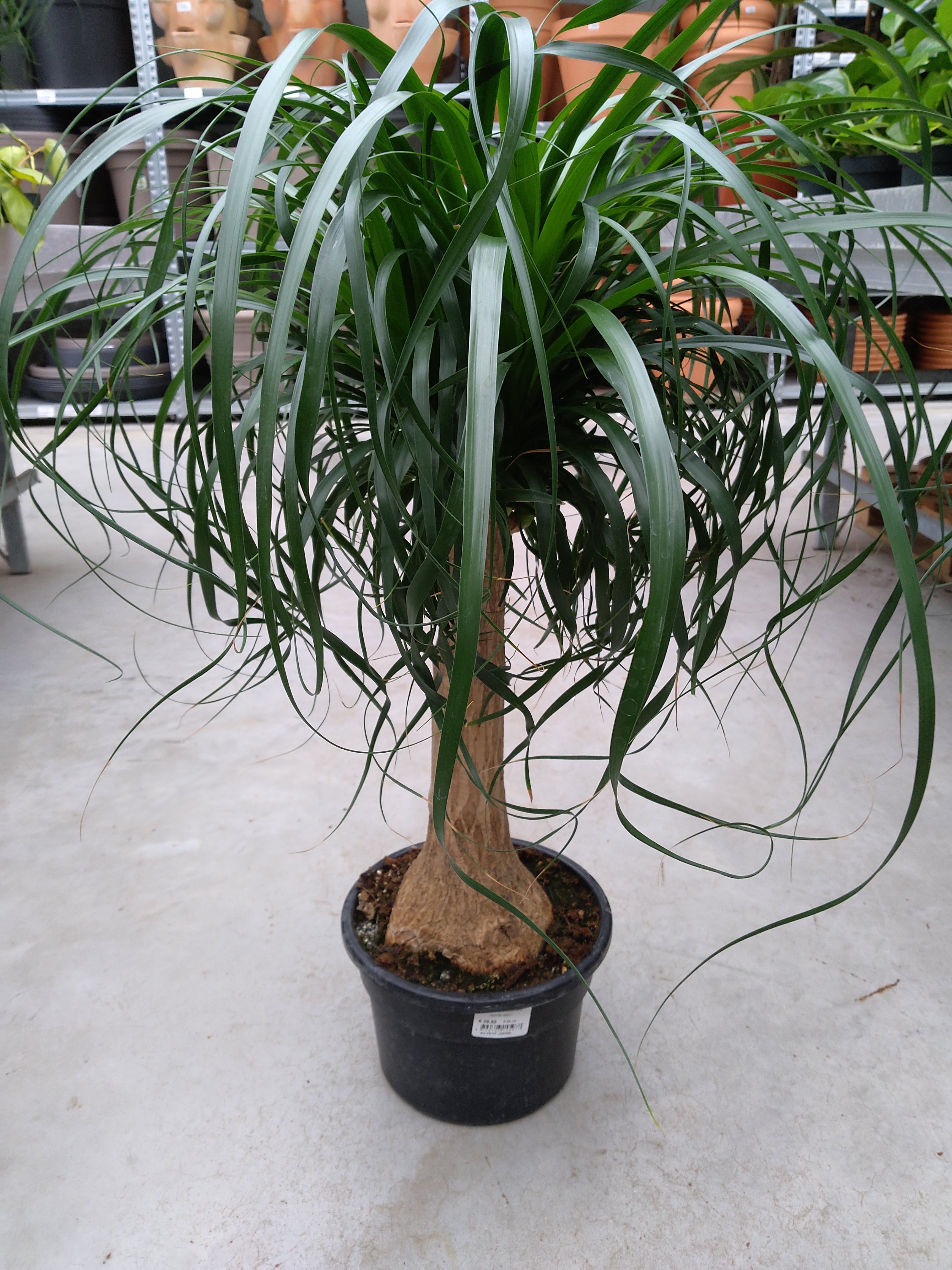 Beaucarnea recurvata rechte stam