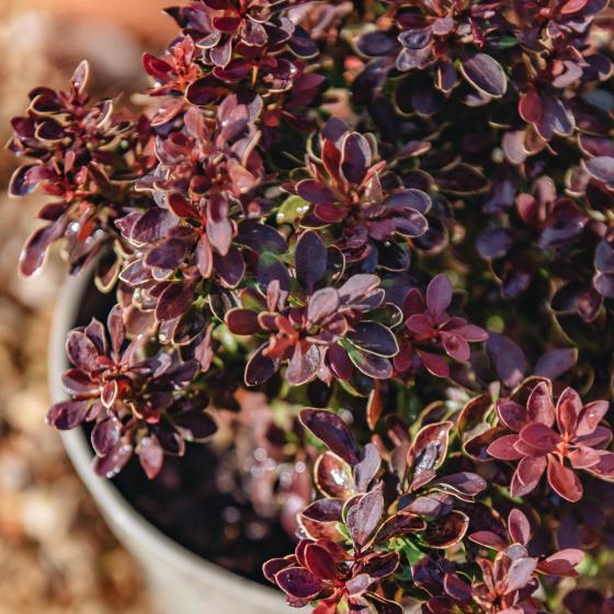 Berberis thunb. 'Admiration' ® Berberis thunb. 'Admiration' ®